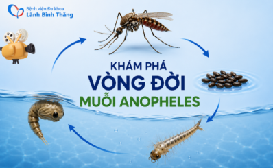 (HCDC-Clip) Khám phá vòng đời muỗi Anopheles